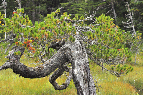 Melanie Heinrich Images - Alaska